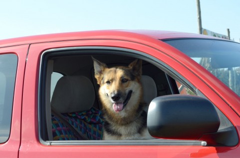 ⑨犬車