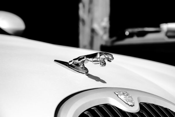 jaguar-1544031_1920