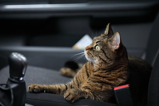 犬猫のペットと車でドライブする時の注意点 車酔い対策から乗せ方まで Fourel フォーエル