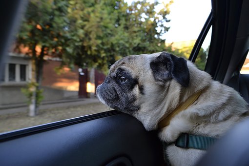 犬猫のペットと車でドライブする時の注意点 車酔い対策から乗せ方まで Fourel フォーエル